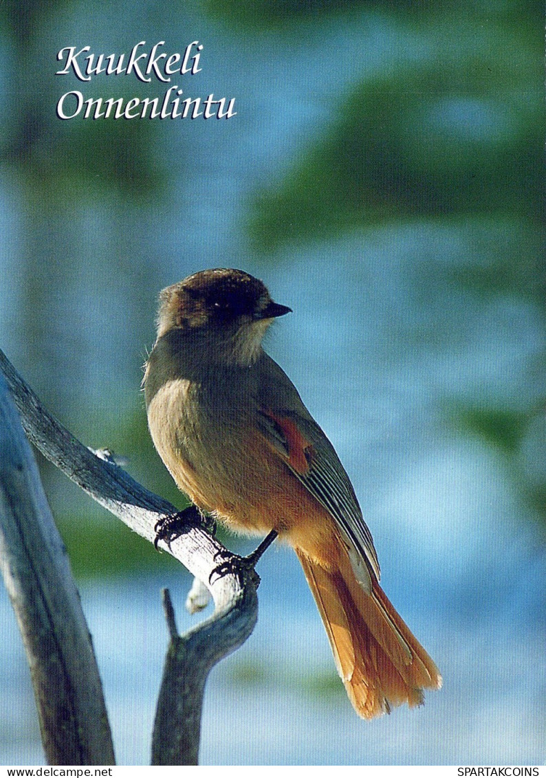 VOGEL Tier Vintage Ansichtskarte Postkarte CPSM #PAM744.DE - Birds