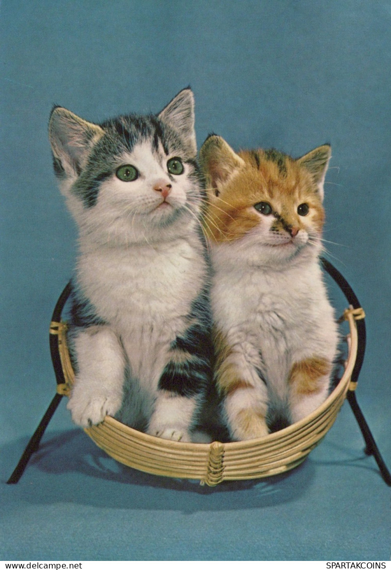 KATZE MIEZEKATZE Tier Vintage Ansichtskarte Postkarte CPSM #PAM616.DE - Katzen