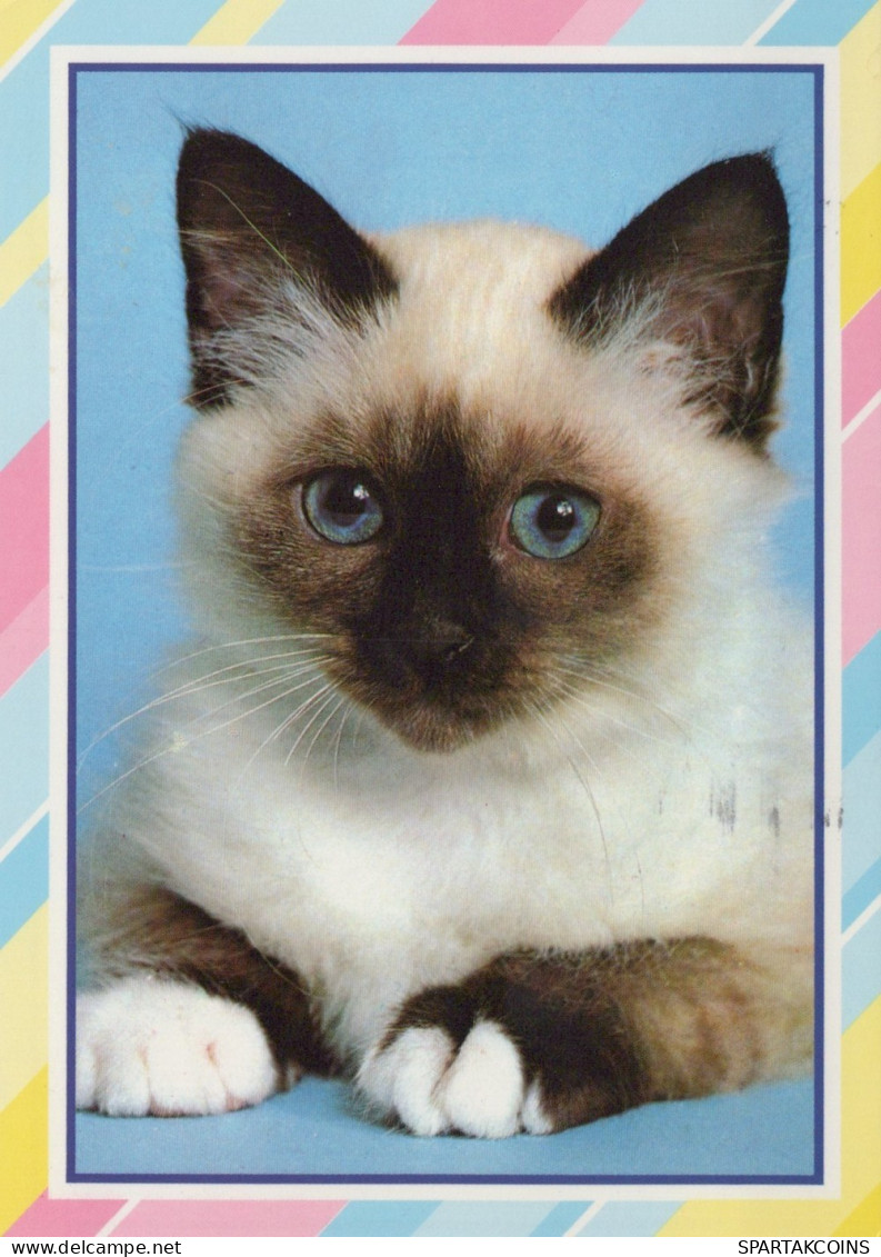 KATZE MIEZEKATZE Tier Vintage Ansichtskarte Postkarte CPSM #PAM550.DE - Chats