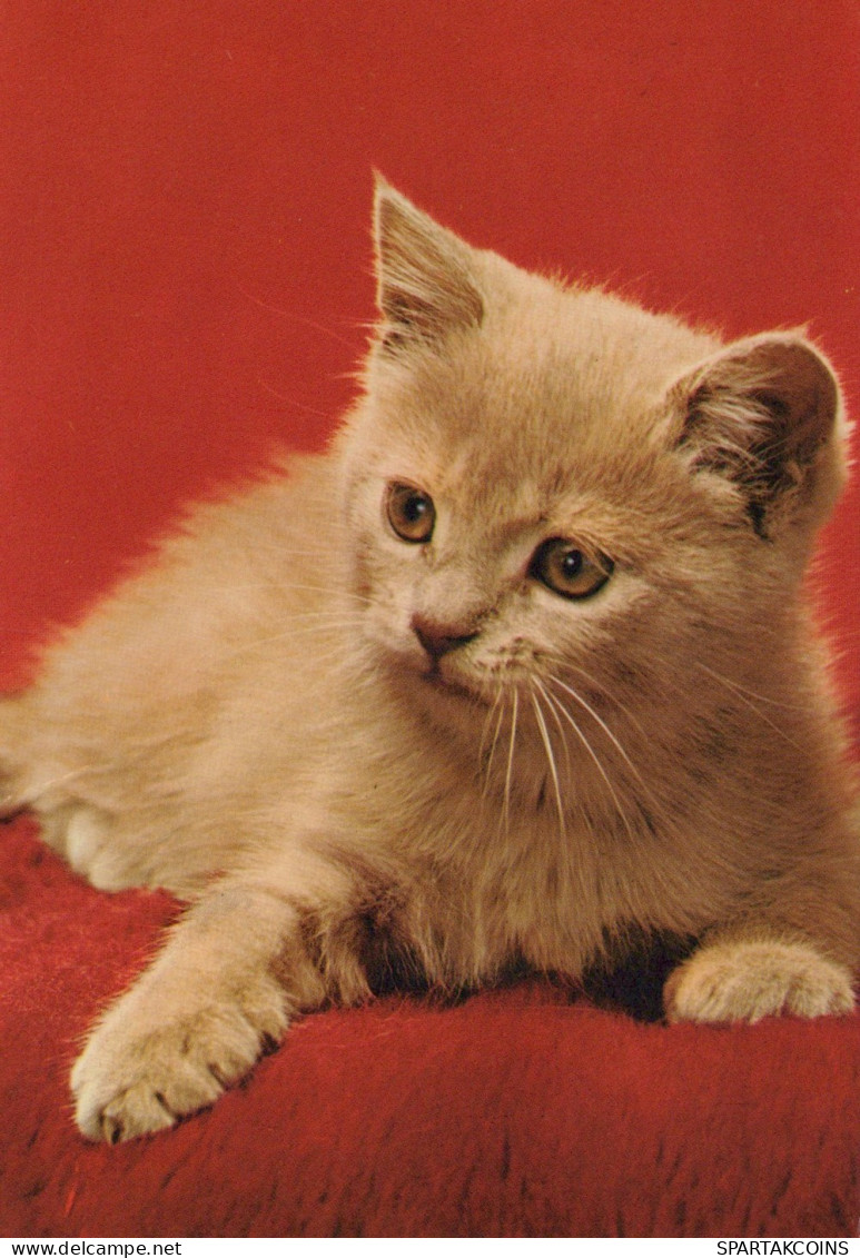 KATZE MIEZEKATZE Tier Vintage Ansichtskarte Postkarte CPSM #PAM489.DE - Katzen