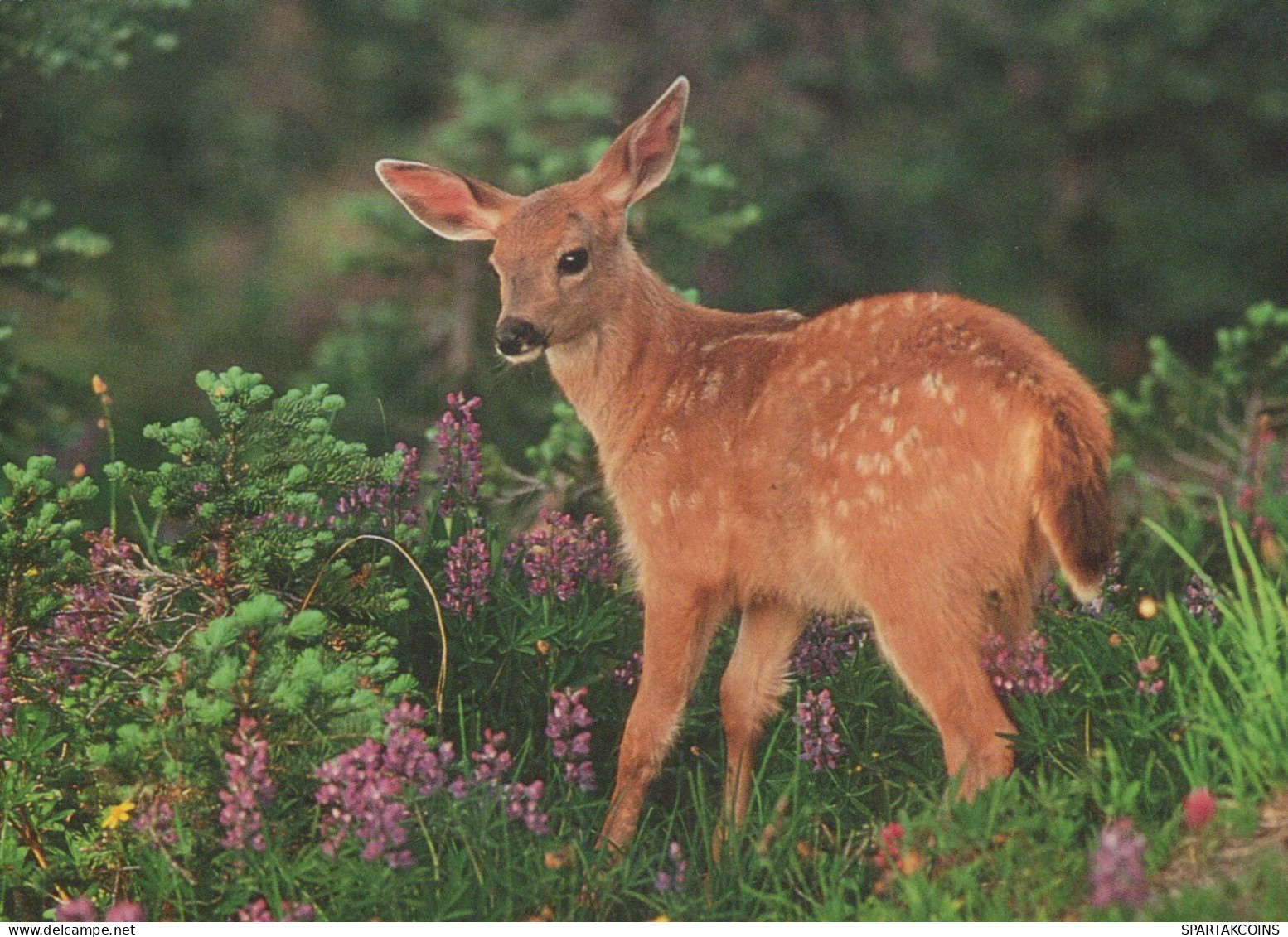 CIERVOS Animales Vintage Tarjeta Postal CPSM #PBS530.ES - Altri & Non Classificati