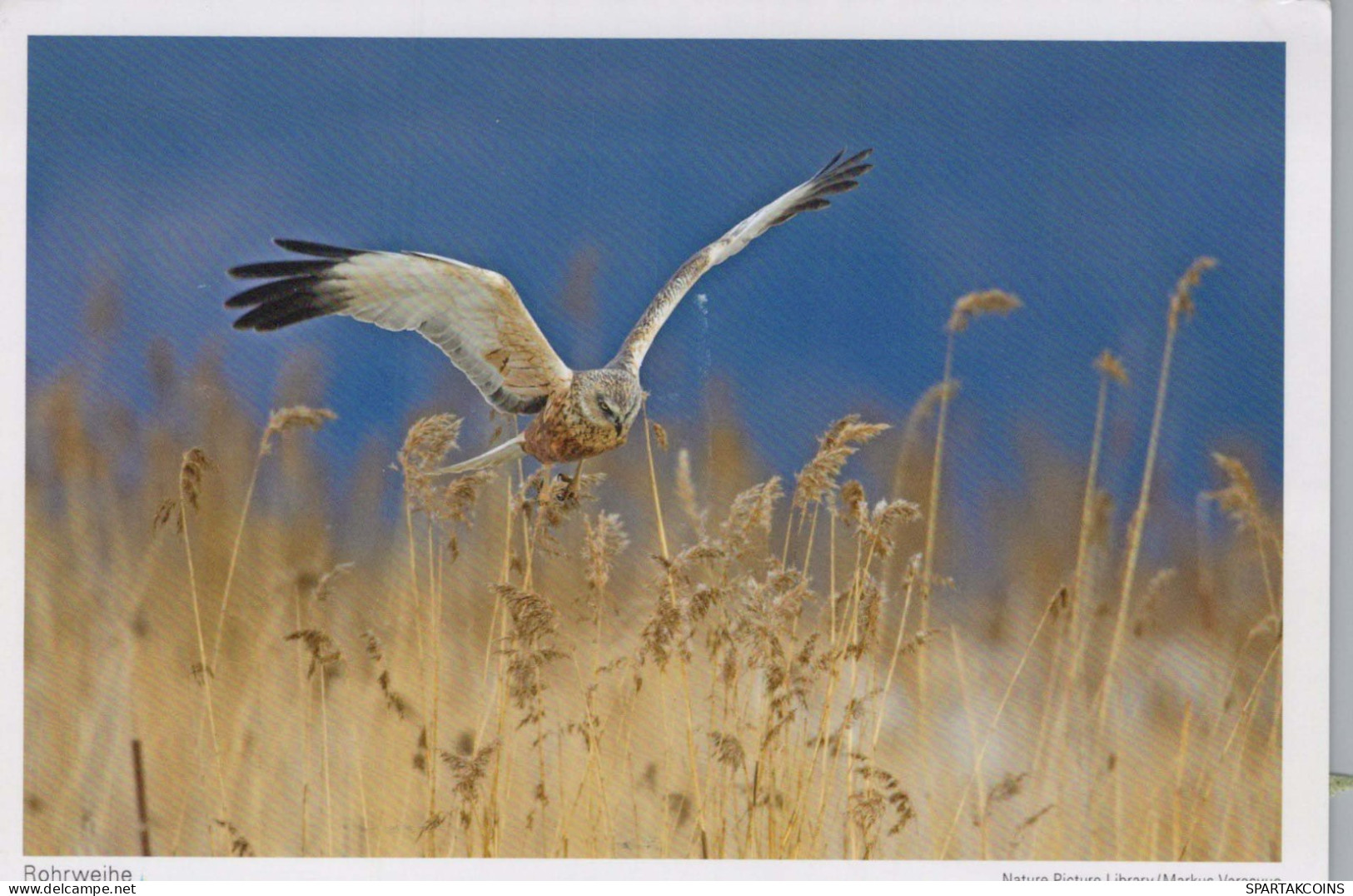 PÁJARO Animales Vintage Tarjeta Postal CPSM #PBR682.ES - Oiseaux