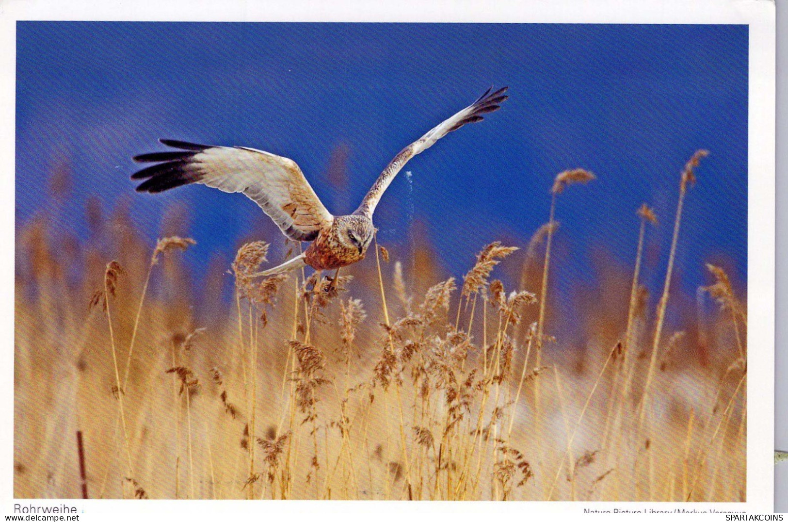 PÁJARO Animales Vintage Tarjeta Postal CPSM #PBR682.ES - Vögel