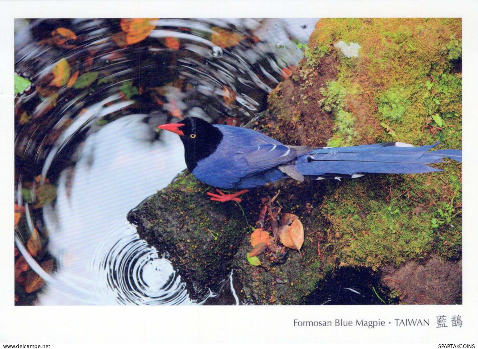 PÁJARO Animales Vintage Tarjeta Postal CPSM #PBR551.ES - Uccelli