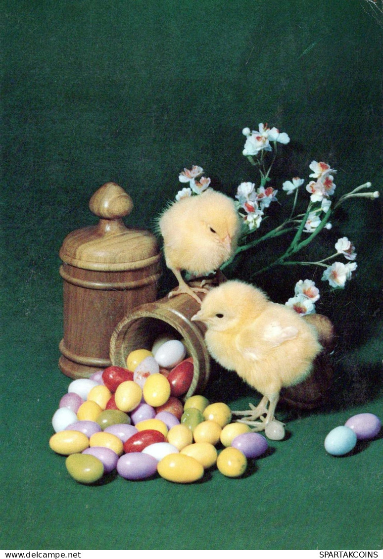 PASCUA POLLO HUEVO Vintage Tarjeta Postal CPSM #PBO729.ES - Easter