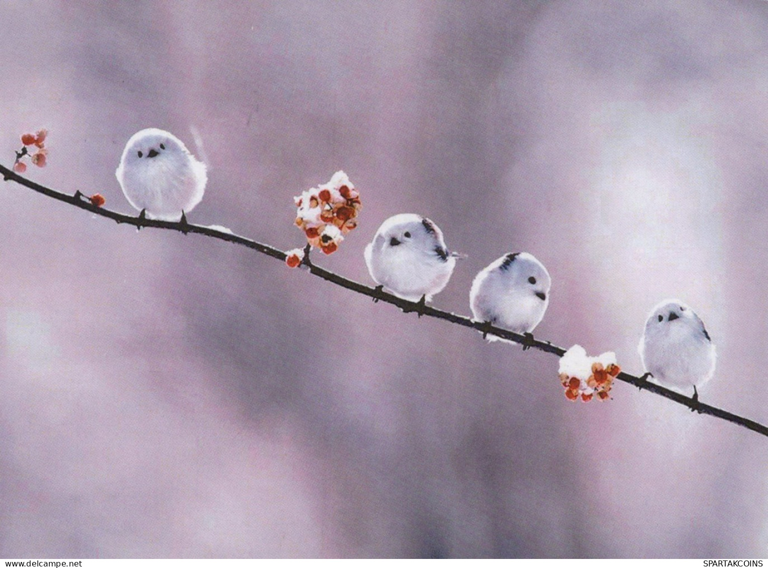 PÁJARO Animales Vintage Tarjeta Postal CPSM #PAN358.ES - Birds