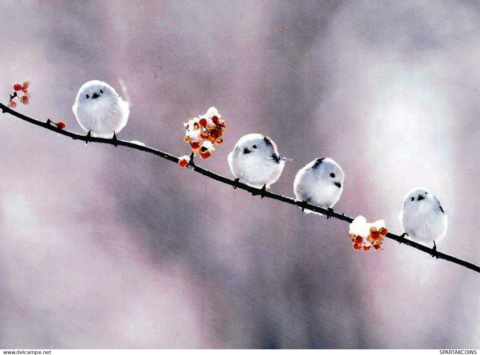 PÁJARO Animales Vintage Tarjeta Postal CPSM #PAN358.ES - Oiseaux