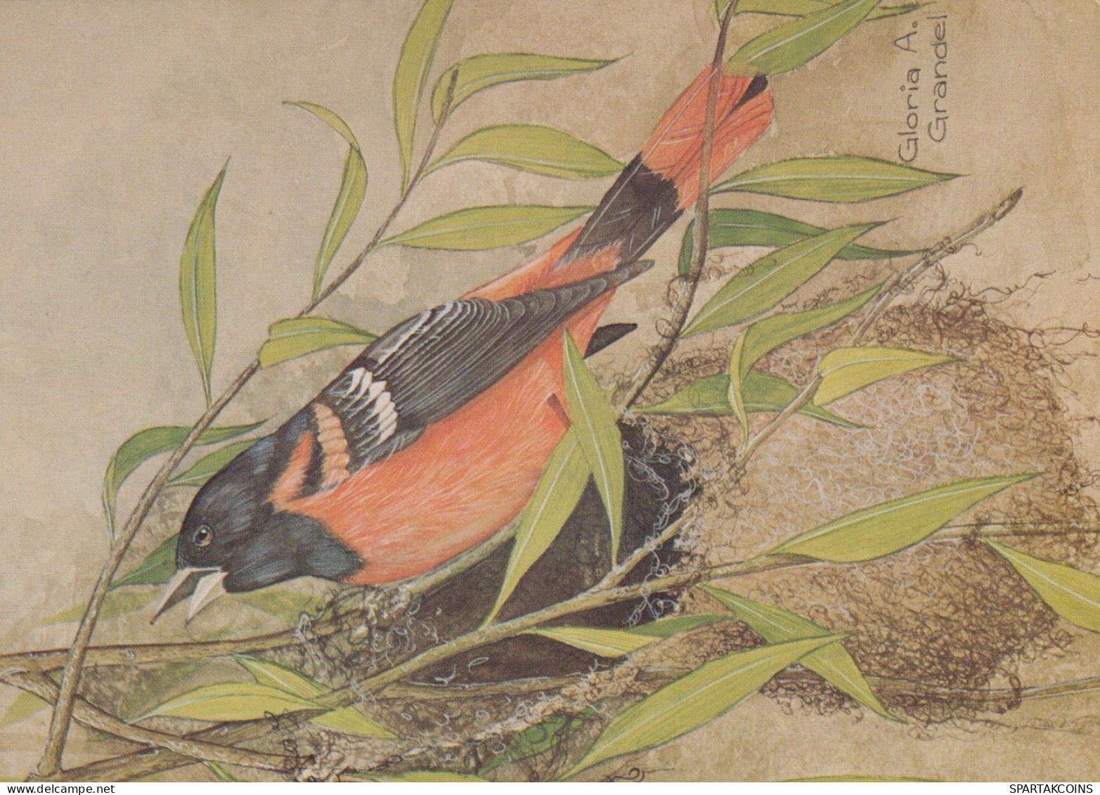 PÁJARO Animales Vintage Tarjeta Postal CPSM #PAN236.ES - Birds