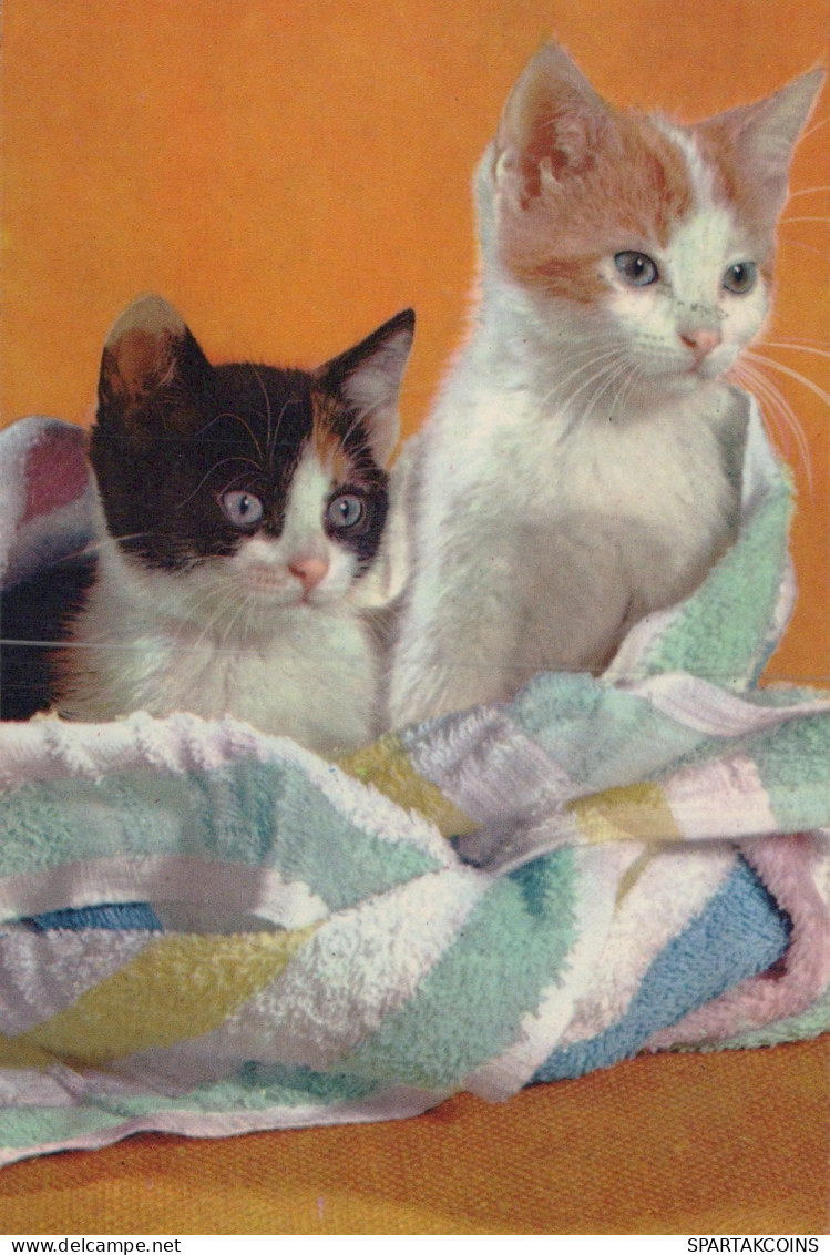 GATO GATITO Animales Vintage Tarjeta Postal CPSM #PAM296.ES - Chats