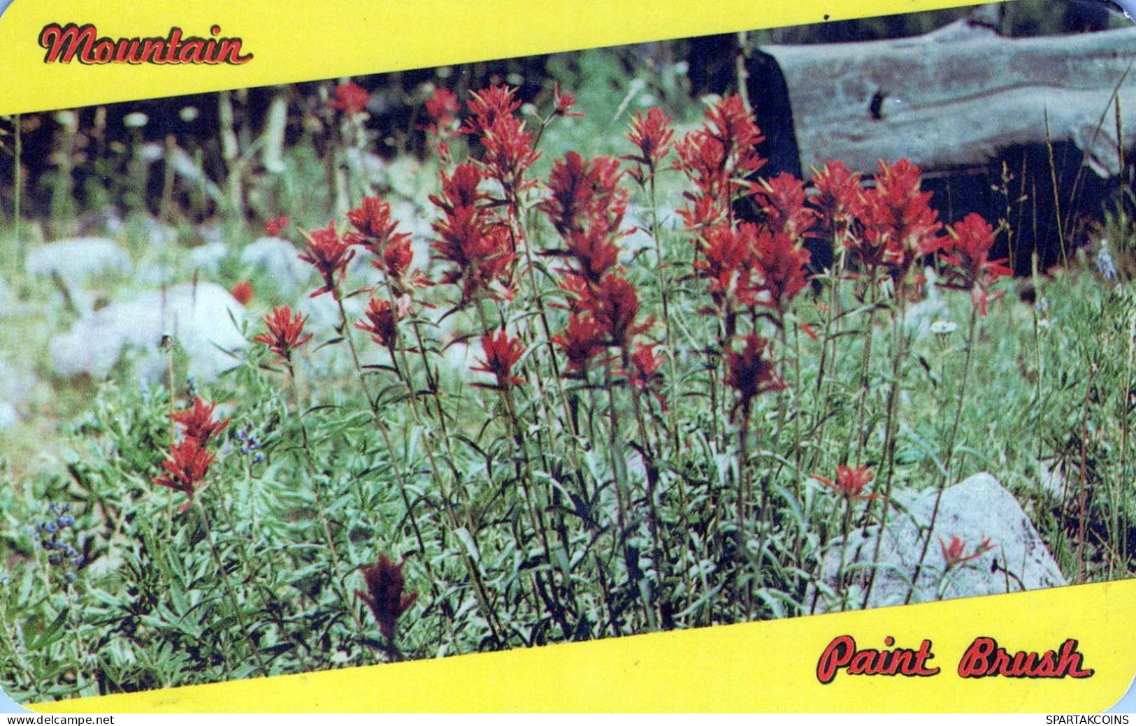 FLEURS Vintage Carte Postale CPSMPF #PKG040.FR - Fiori