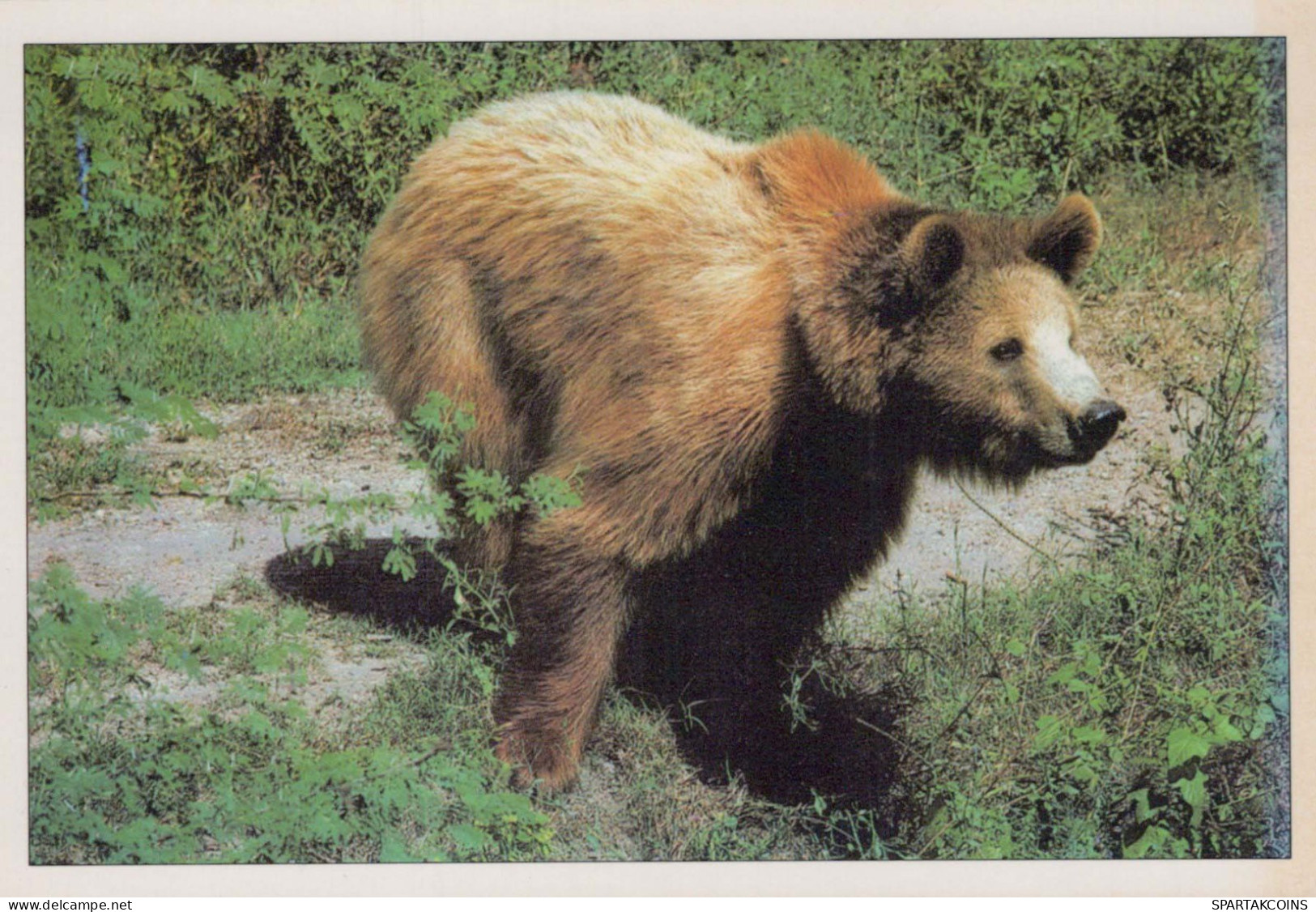OURS Animaux Vintage Carte Postale CPSM #PBS343.FR - Bears