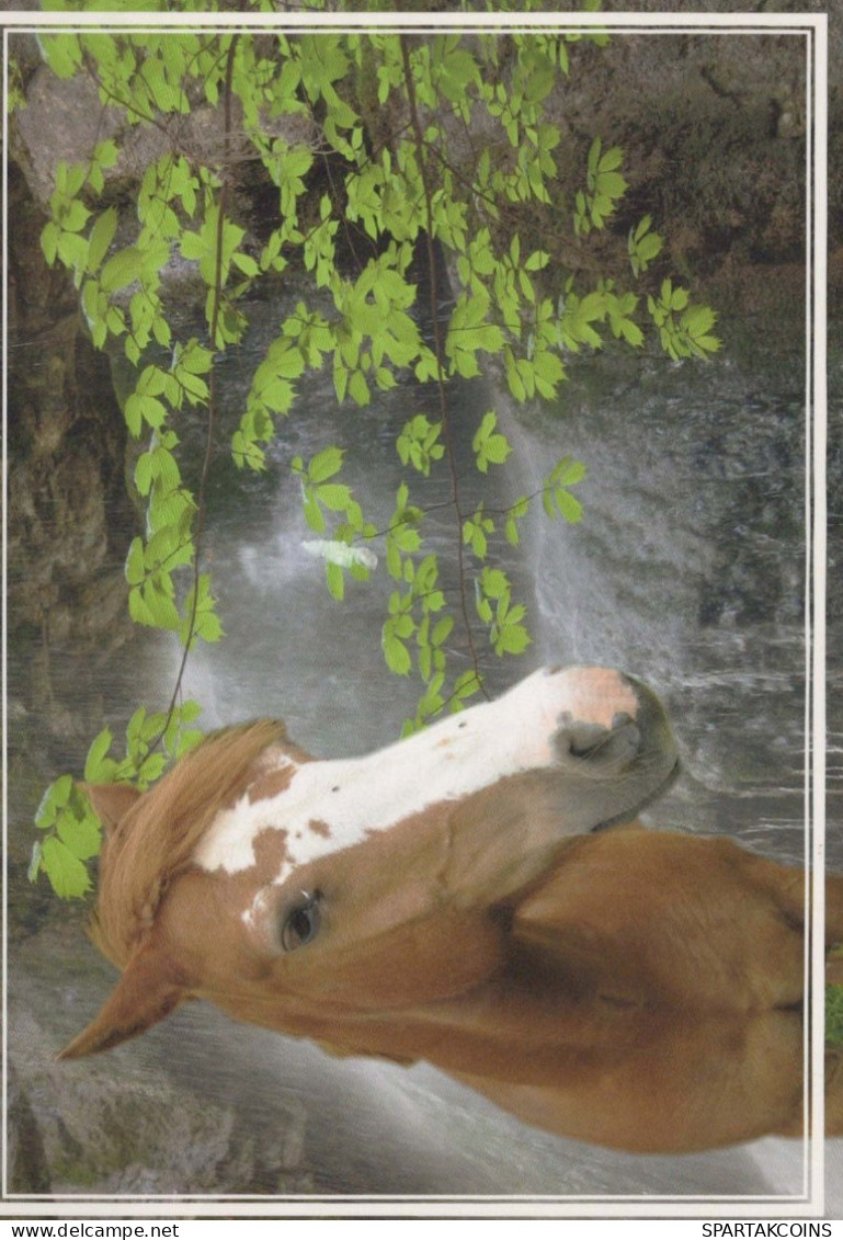 CHEVAL Animaux Vintage Carte Postale CPSM #PBR957.FR - Horses