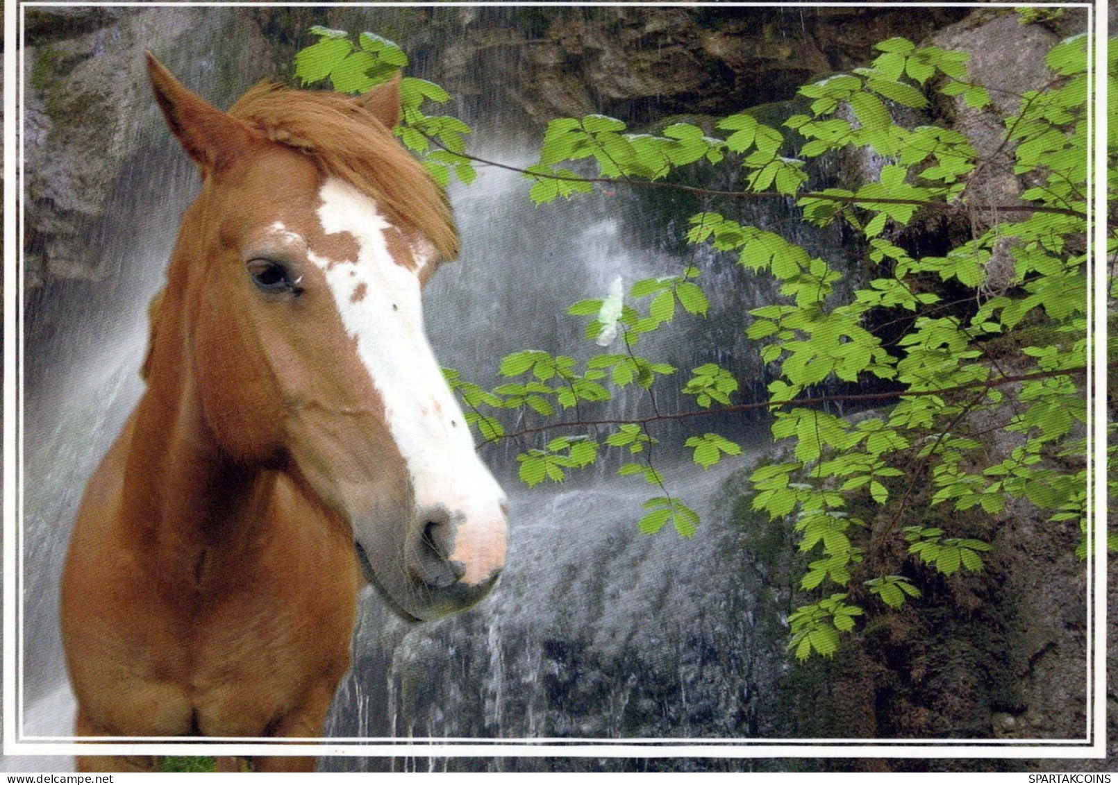 CHEVAL Animaux Vintage Carte Postale CPSM #PBR957.FR - Pferde