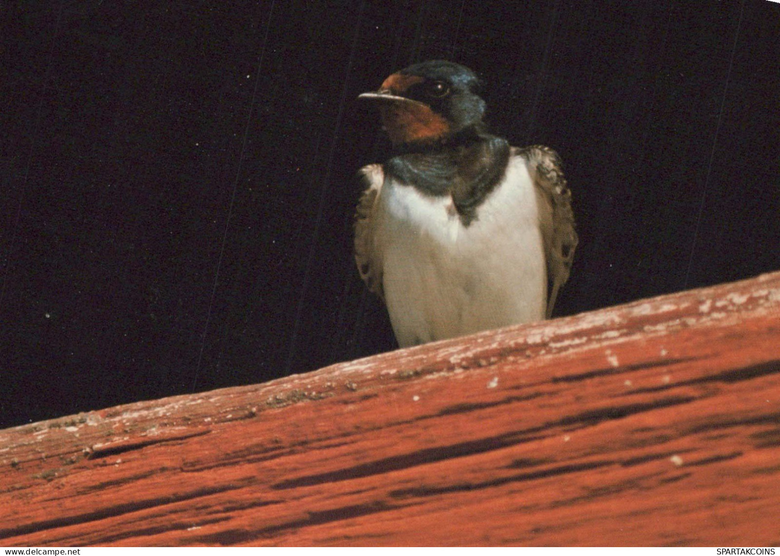 OISEAU Animaux Vintage Carte Postale CPSM #PBR491.FR - Uccelli