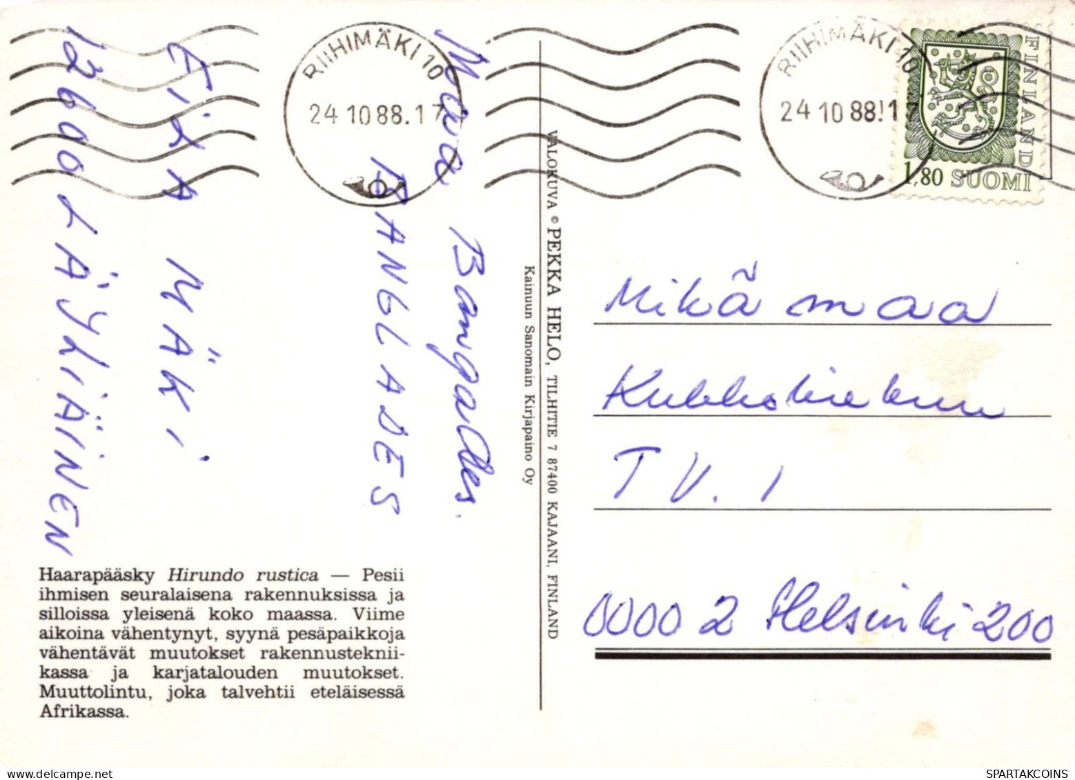 OISEAU Animaux Vintage Carte Postale CPSM #PBR491.FR - Oiseaux