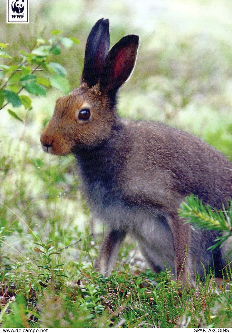 LAPIN Animaux Vintage Carte Postale CPSM #PBR156.FR - Otros & Sin Clasificación