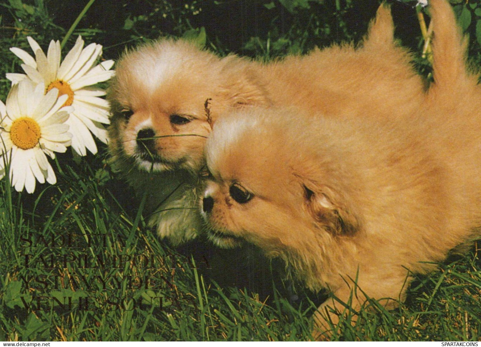 CHIEN Animaux Vintage Carte Postale CPSM #PBQ713.FR - Chiens