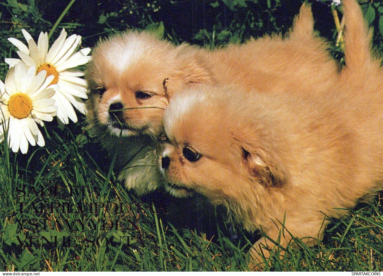 CHIEN Animaux Vintage Carte Postale CPSM #PBQ713.FR - Hunde