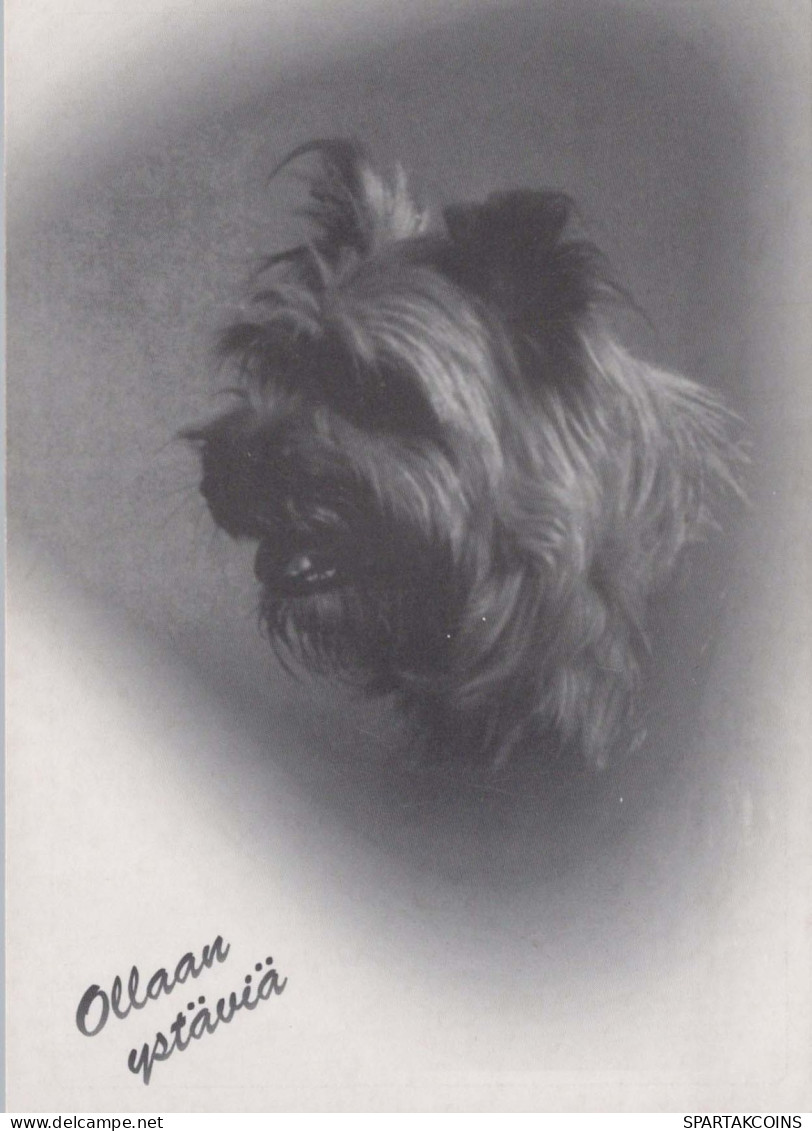 CHIEN Animaux Vintage Carte Postale CPSM #PBQ375.FR - Dogs