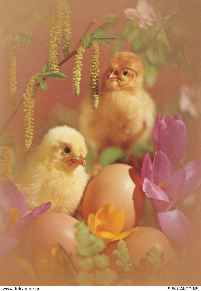 PÂQUES POULET ŒUF Vintage Carte Postale CPSM #PBP231.FR - Easter