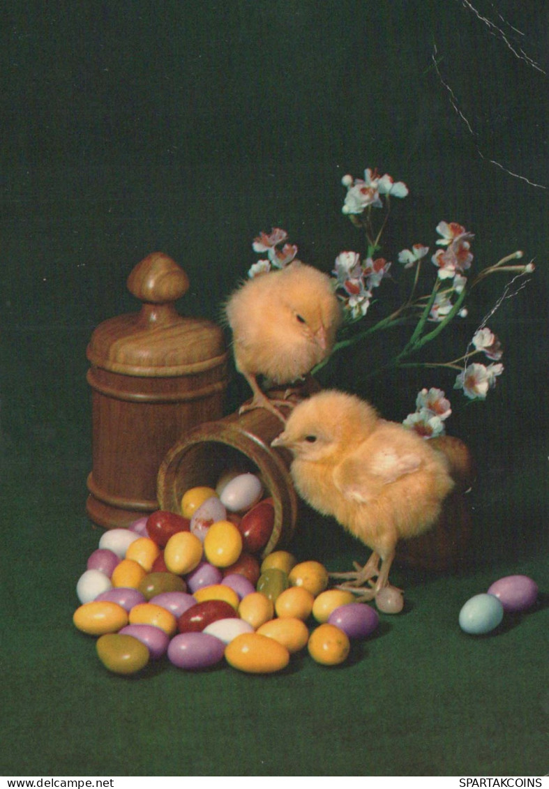PÂQUES POULET ŒUF Vintage Carte Postale CPSM #PBO730.FR - Easter
