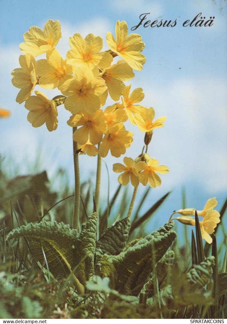 FLEURS Vintage Carte Postale CPSM #PAR012.FR - Flowers