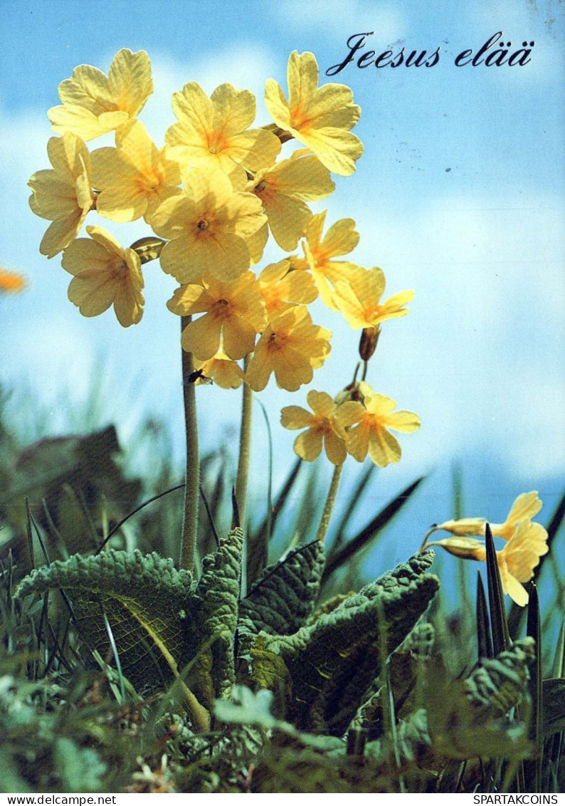 FLEURS Vintage Carte Postale CPSM #PAR012.FR - Blumen