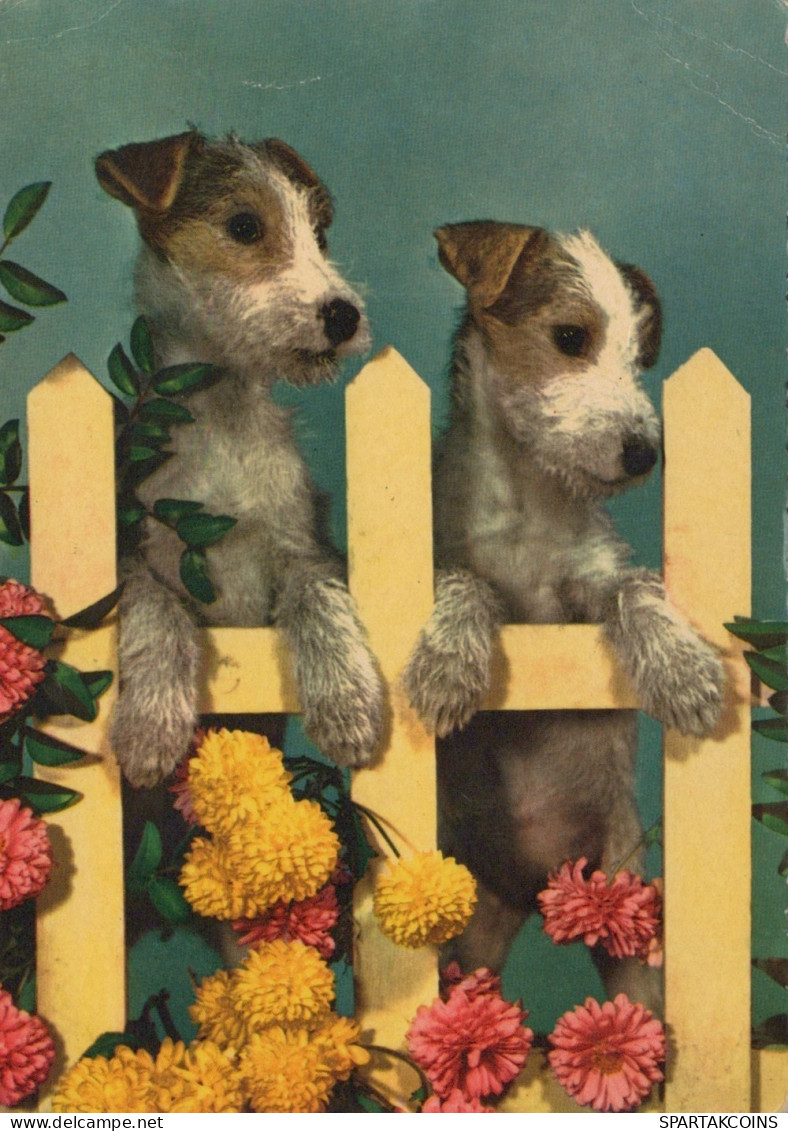 CHIEN Animaux Vintage Carte Postale CPSM #PAN749.FR - Dogs