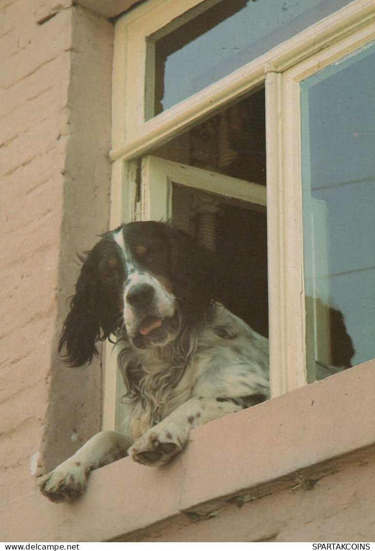 CHIEN Animaux Vintage Carte Postale CPSM #PAN616.FR - Cani