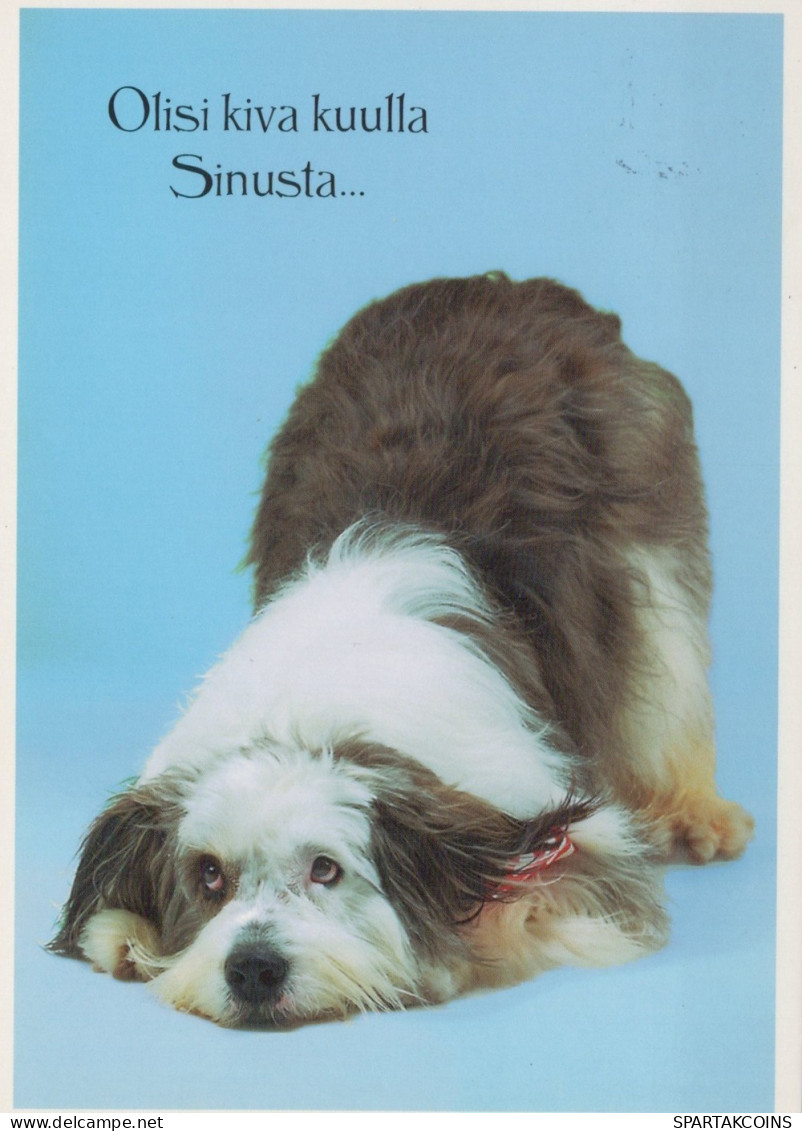 CHIEN Animaux Vintage Carte Postale CPSM #PAN423.FR - Dogs