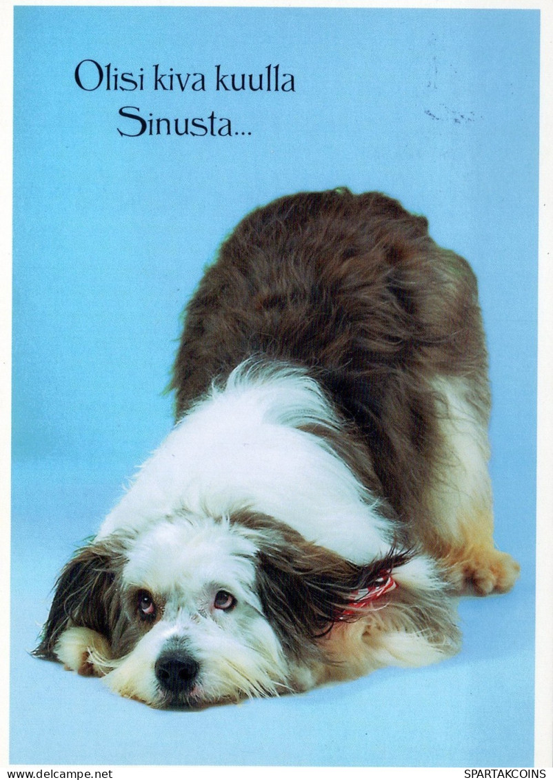 CHIEN Animaux Vintage Carte Postale CPSM #PAN423.FR - Chiens