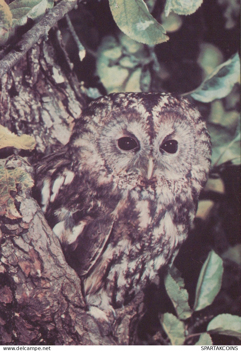 OISEAU Animaux Vintage Carte Postale CPSM #PAM743.FR - Vögel