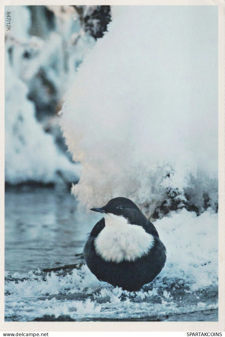 OISEAU Animaux Vintage Carte Postale CPSM #PAM679.FR - Oiseaux