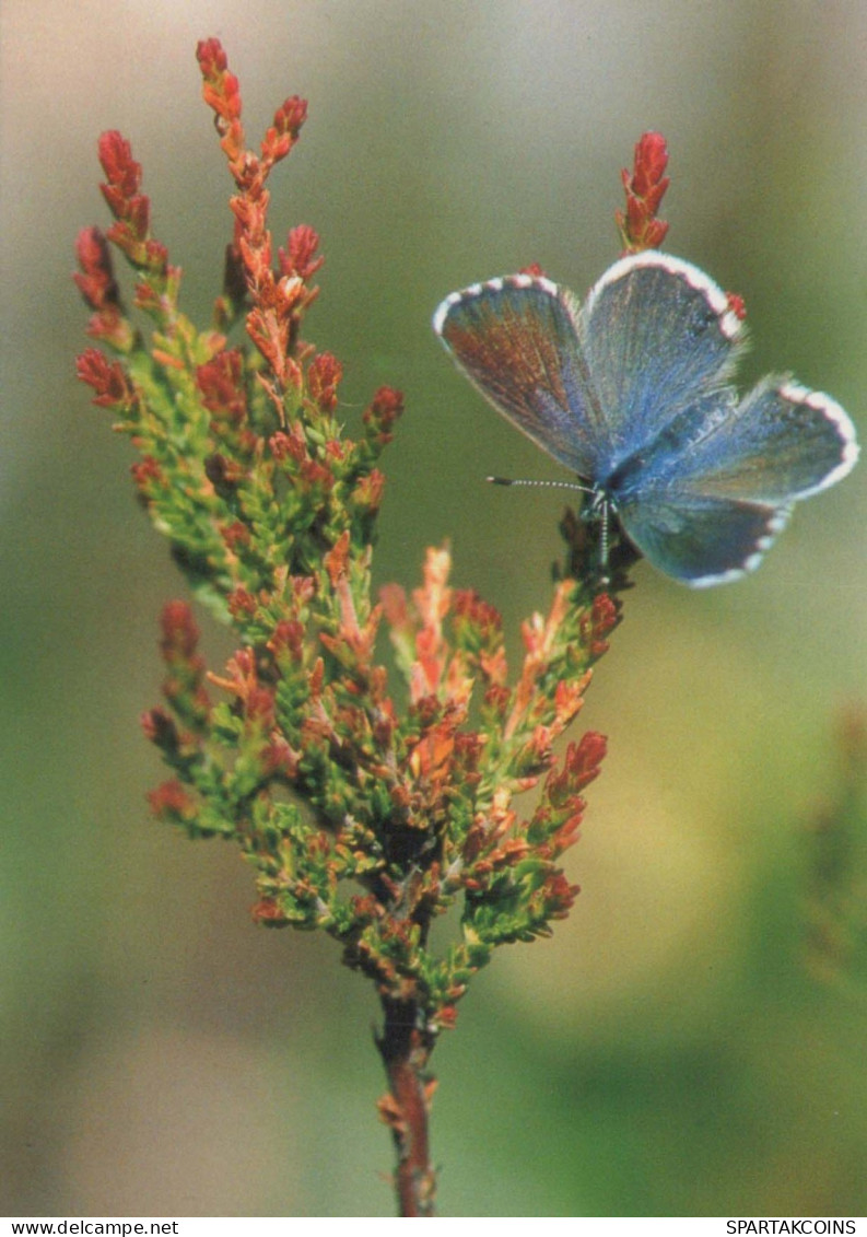 BUTTERFLIES Vintage Postcard CPSM #PBZ924.GB - Papillons