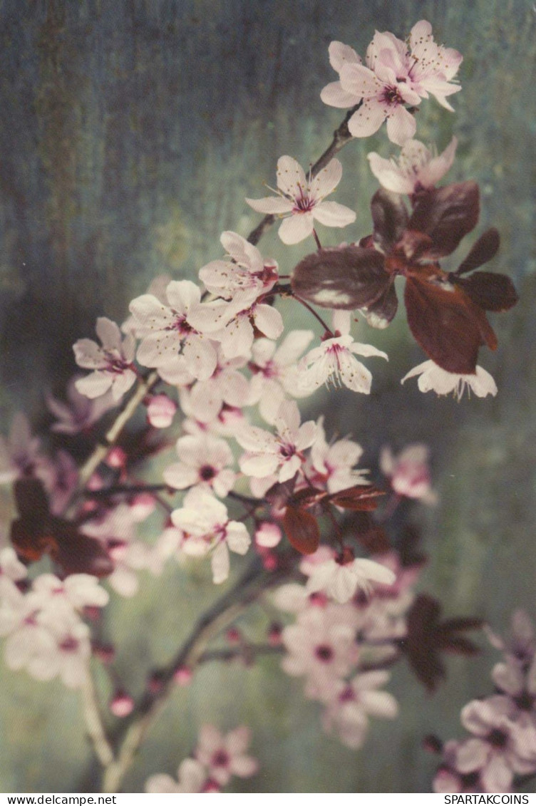 FLOWERS Vintage Postcard CPSM #PBZ200.GB - Fleurs
