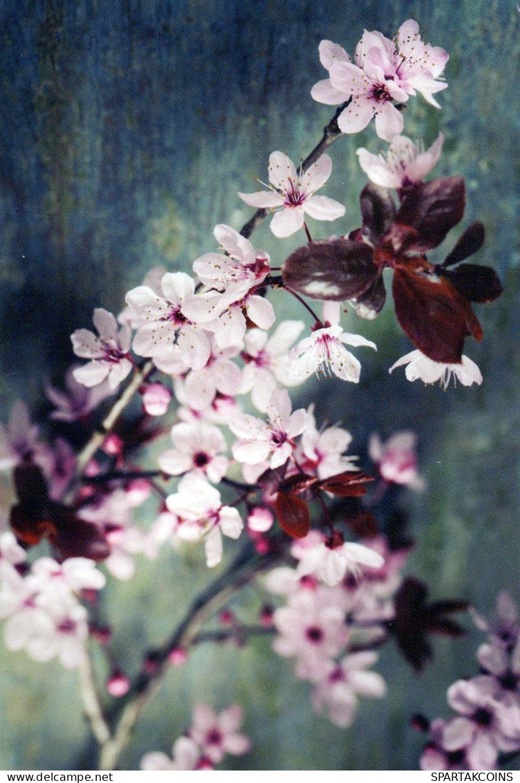 FLOWERS Vintage Postcard CPSM #PBZ200.GB - Flowers