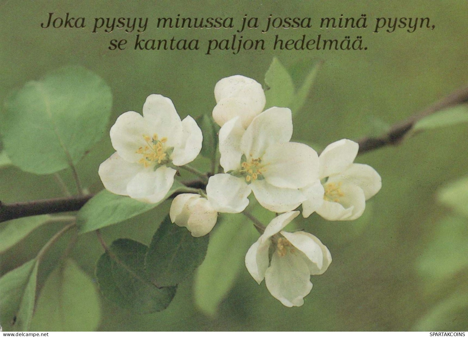 FLOWERS Vintage Postcard CPSM #PBZ260.GB - Blumen