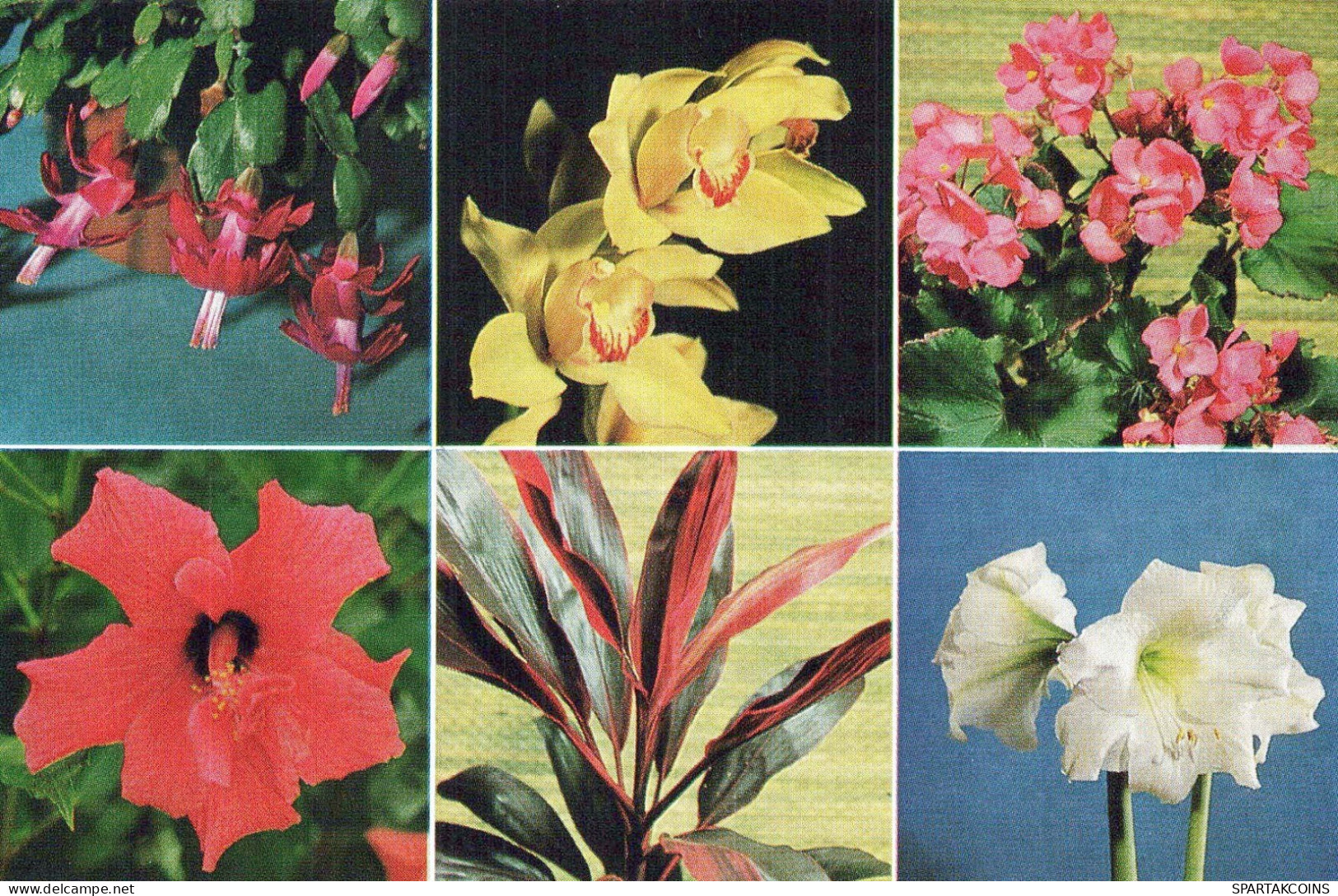 FLOWERS Vintage Postcard CPSM #PBZ320.GB - Flowers