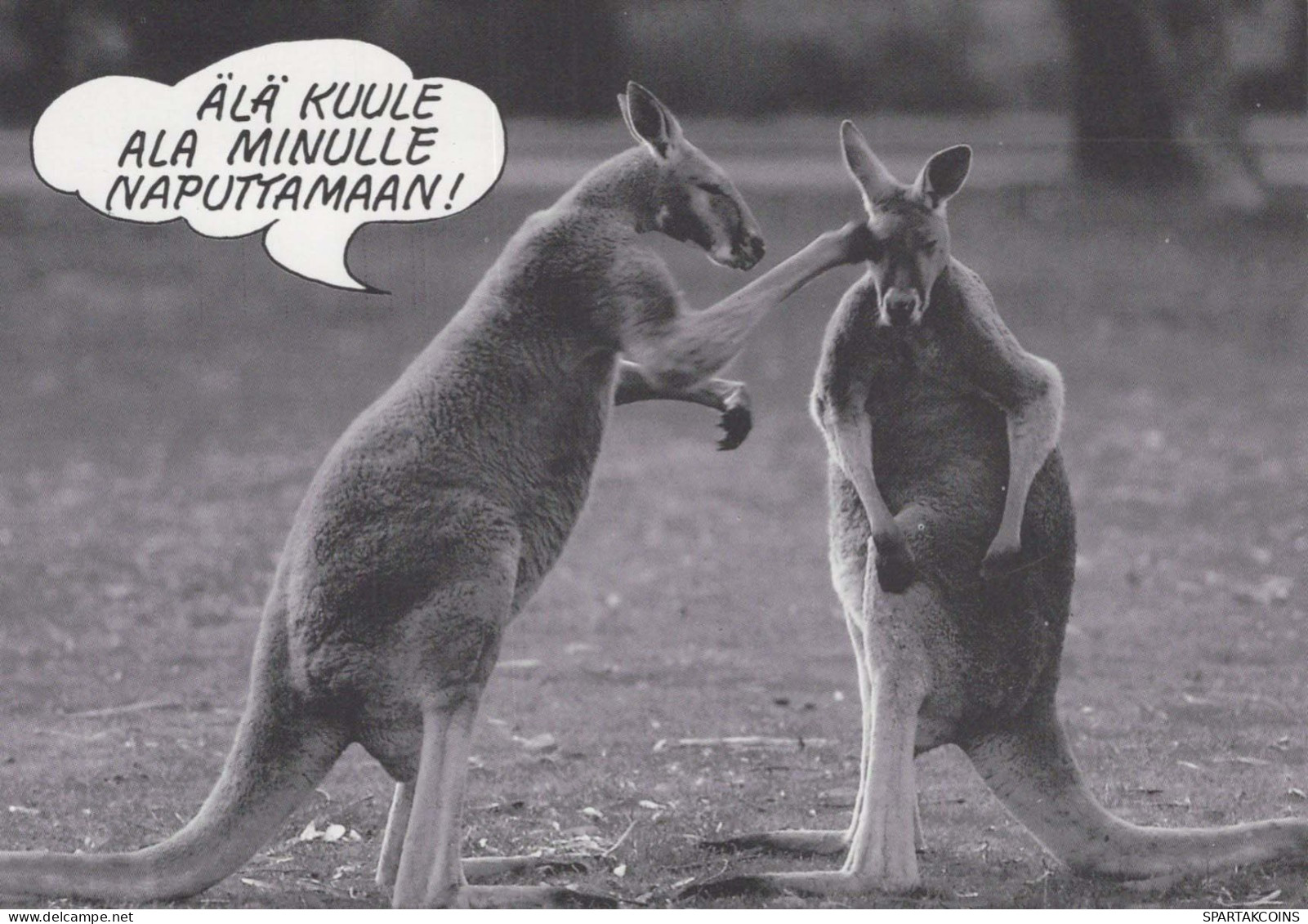 KANGAROO Animals Vintage Postcard CPSM #PBS931.GB - Autres & Non Classés