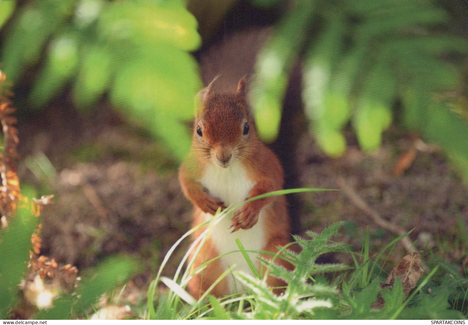 SQUIRREL Animals Vintage Postcard CPSM #PBS723.GB - Otros & Sin Clasificación