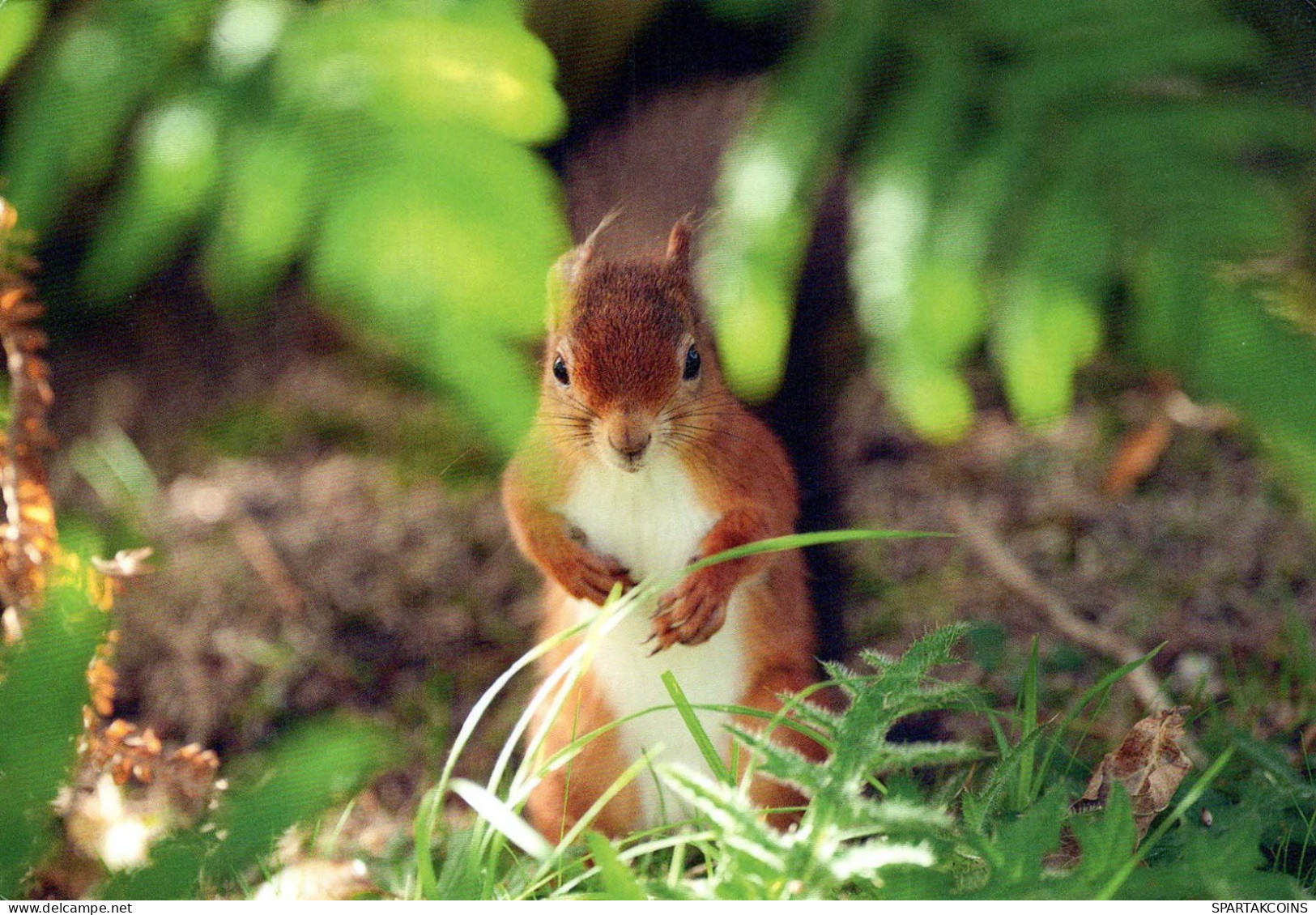 SQUIRREL Animals Vintage Postcard CPSM #PBS723.GB - Autres & Non Classés