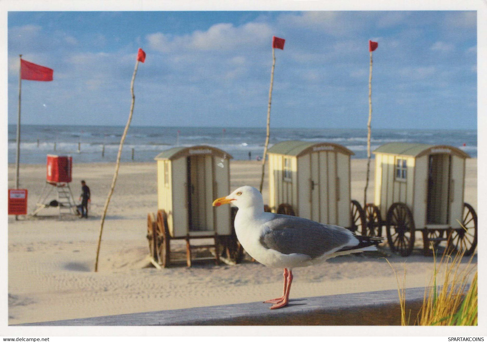 BIRD Animals Vintage Postcard CPSM #PBR681.GB - Birds