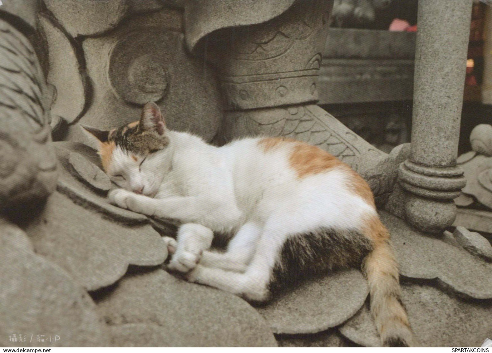 CAT KITTY Animals Vintage Postcard CPSM #PBQ960.GB - Chats