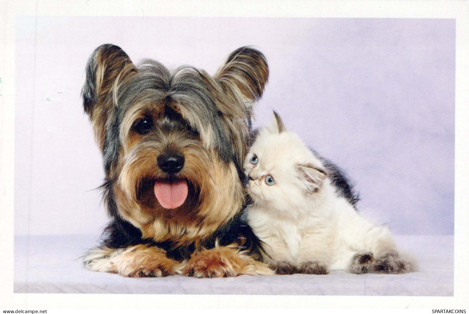 DOG Animals Vintage Postcard CPSM #PBQ575.GB - Cani