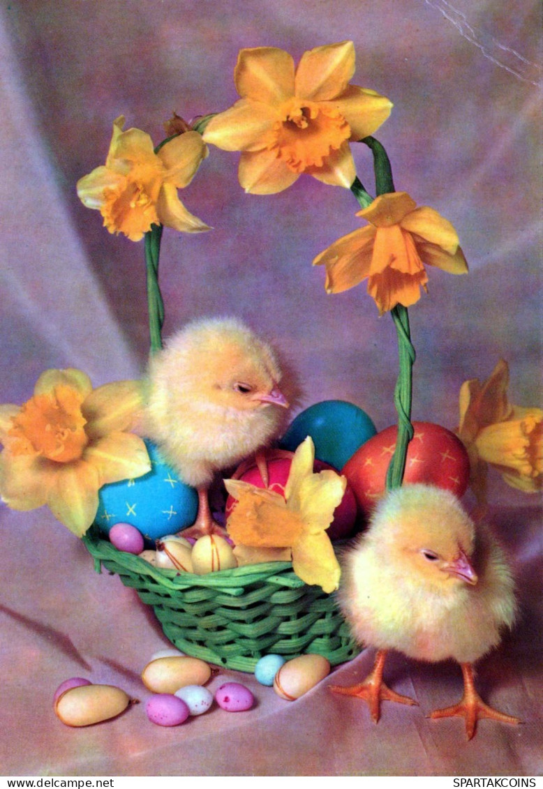 EASTER CHICKEN EGG Vintage Postcard CPSM #PBP229.GB - Easter