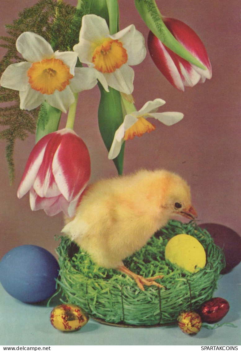 EASTER CHICKEN EGG Vintage Postcard CPSM #PBP107.GB - Pasqua