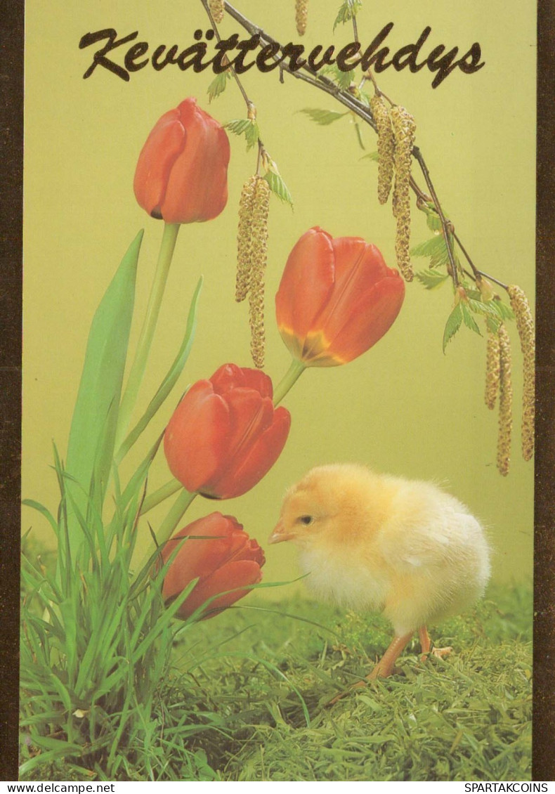 EASTER CHICKEN EGG Vintage Postcard CPSM #PBP168.GB - Pasen