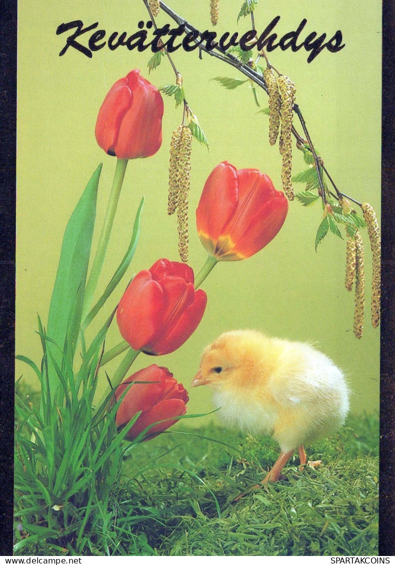 EASTER CHICKEN EGG Vintage Postcard CPSM #PBP168.GB - Pasqua