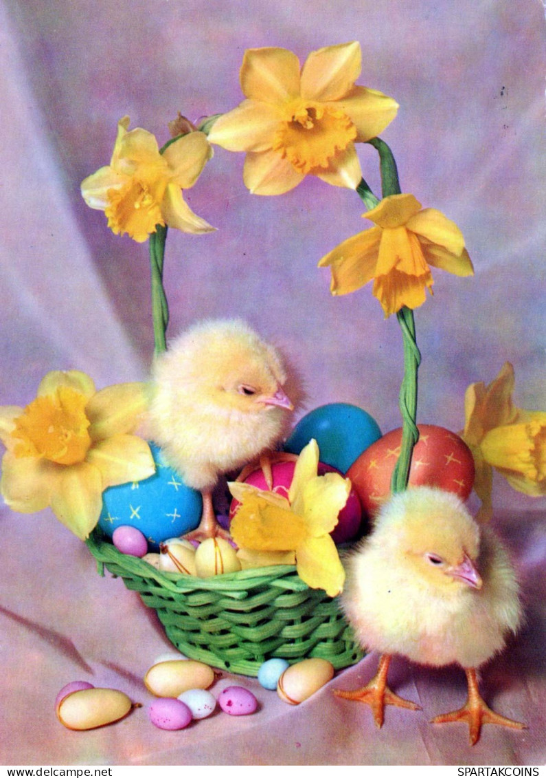 EASTER CHICKEN EGG Vintage Postcard CPSM #PBO667.GB - Pâques
