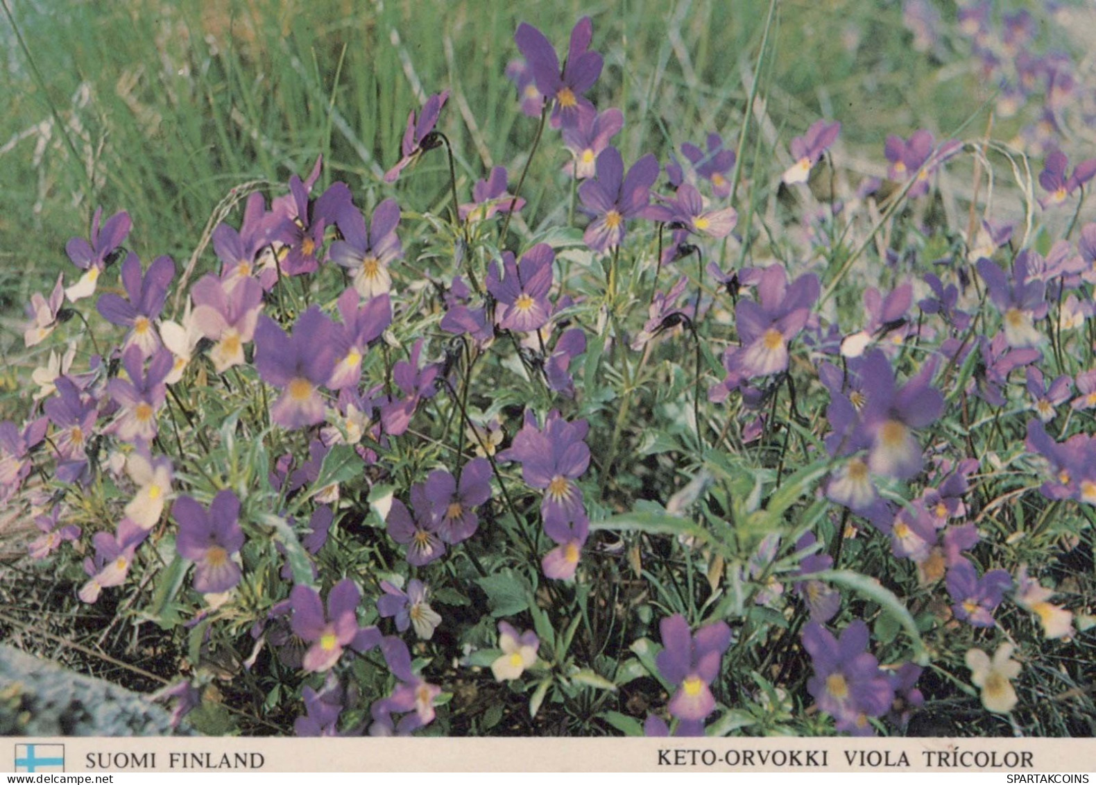 FLOWERS Vintage Postcard CPSM #PAS453.GB - Flowers